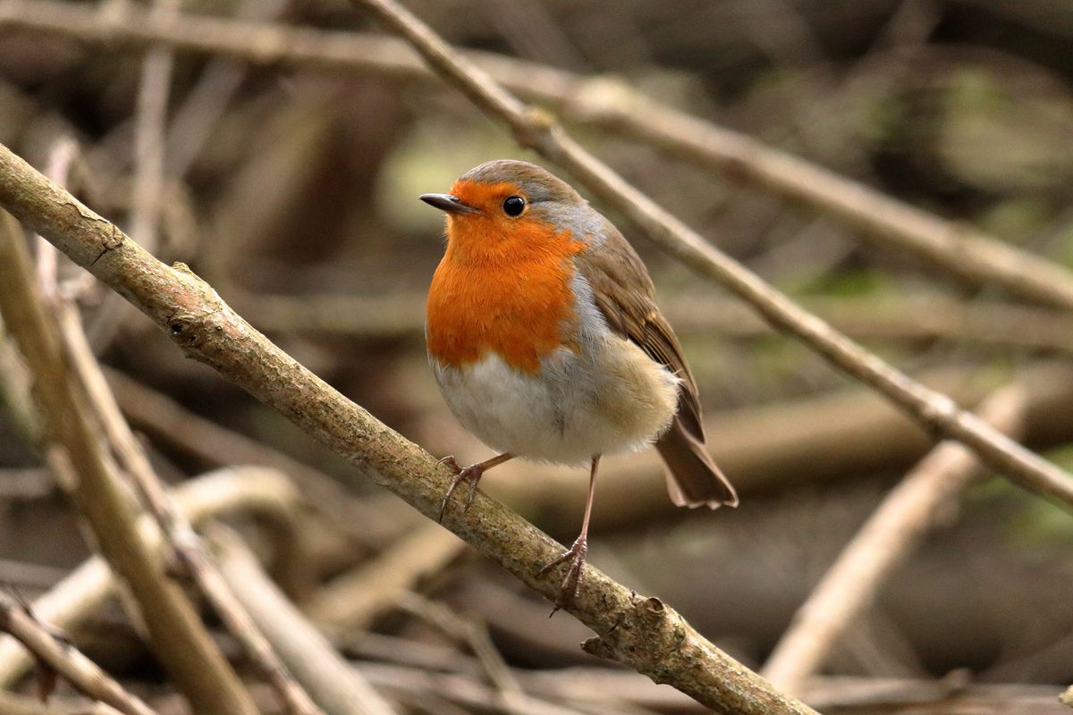 robin resting on a branch representing a bird visiting you meaning