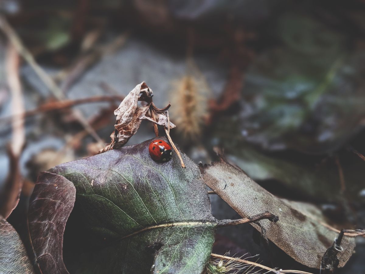 Vibrant ladybug perched on a faded leaf representing animals that symbolize good luck