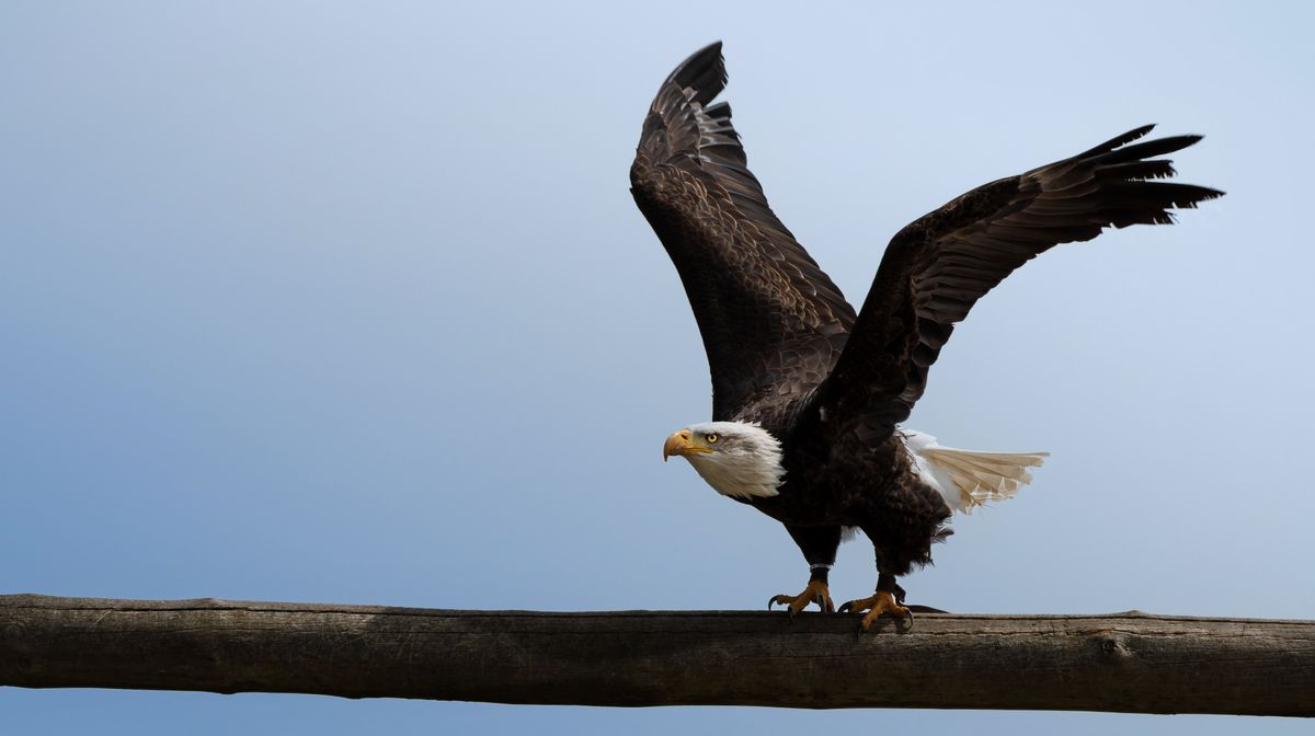 A powerful bald eagle spreads its wings while gracefully landing on a wooden perch A powerful bald eagle spreads its wings while gracefully landing on a wooden perch