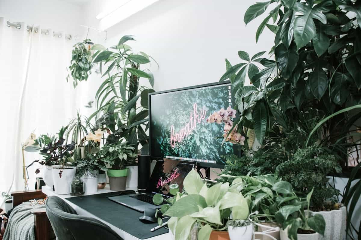 Home office desk with a vibrant green indoor plant, illustrating feng shui office plants