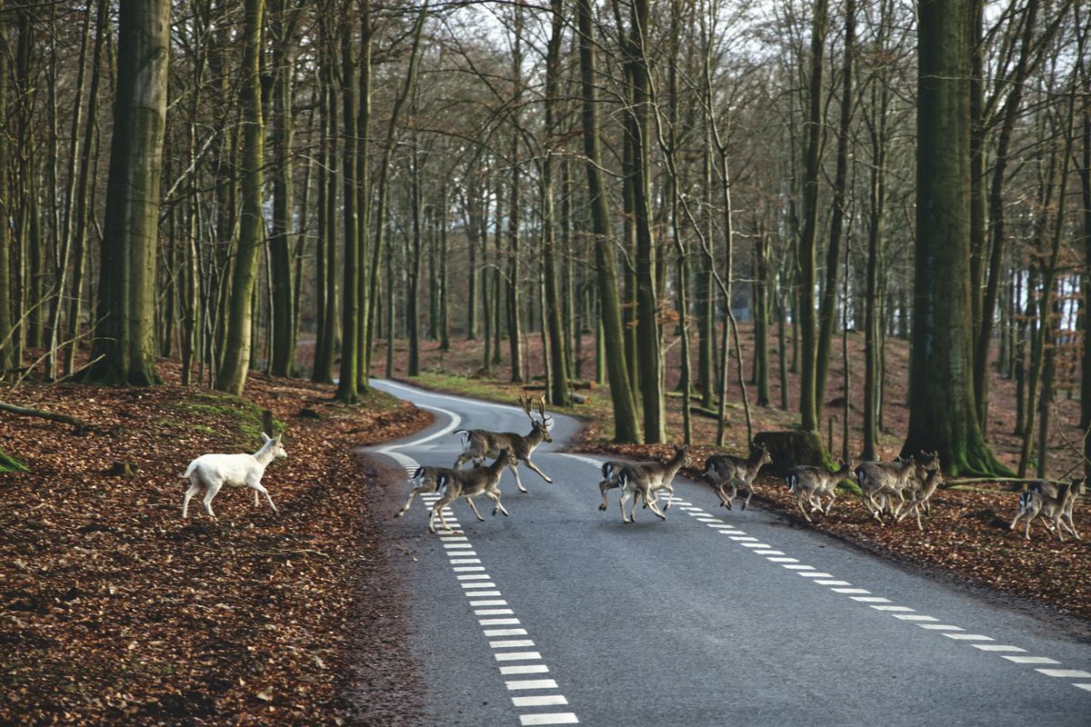 deer crossing path representing animal crossing your path meaning