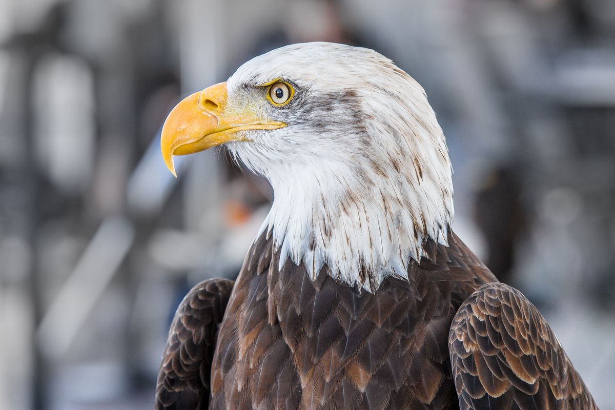 close up of a bald eagle representing native american animal symbolism