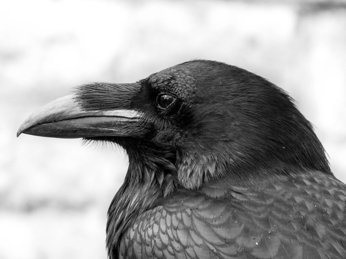 Close up black and white portrait of a raven representing animals that symbolize death