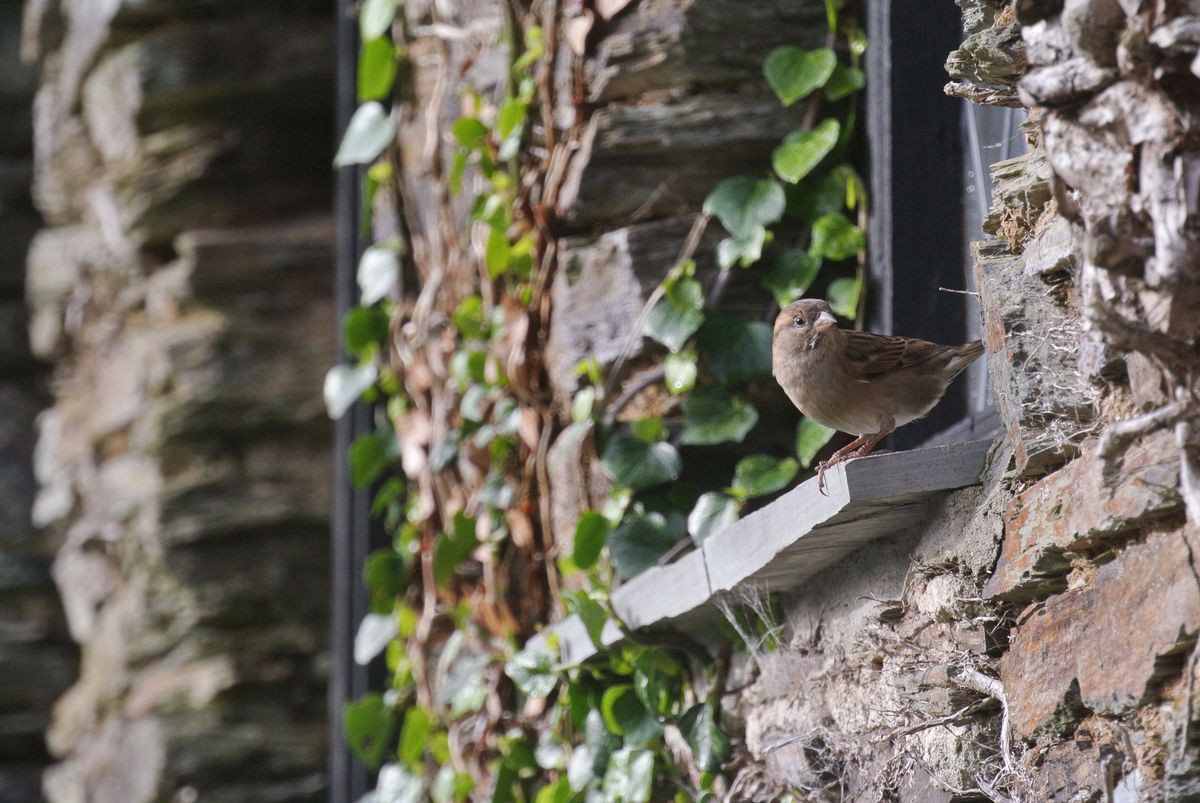 bird perched on an open window representing a bird in the house meaning